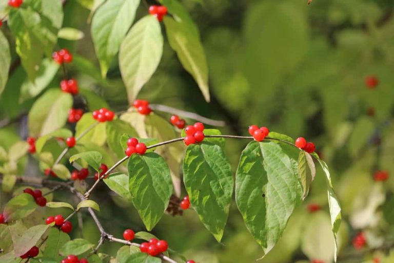 What Is this Berry? Missouri Poison Center