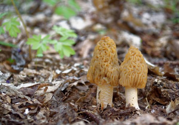 Missouri Mushroom Hunting Guide - Bigstock 223614184 600x421