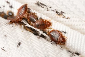 Several bed bugs on a mattress seam
