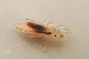 Close-up of an adult head louse