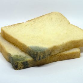 Two slices of bread with mold on their corners.