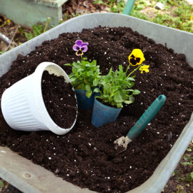 A wheel barrow full of potting soil