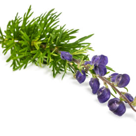 image of a branch of Monkshood on white background