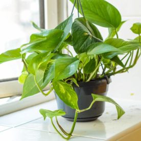 a devil's ivy plant sits in a pot besides a window