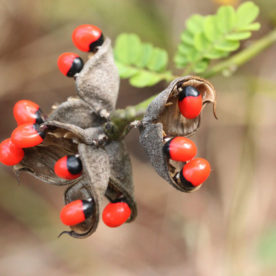 an image of a Rosary Peas on a branch