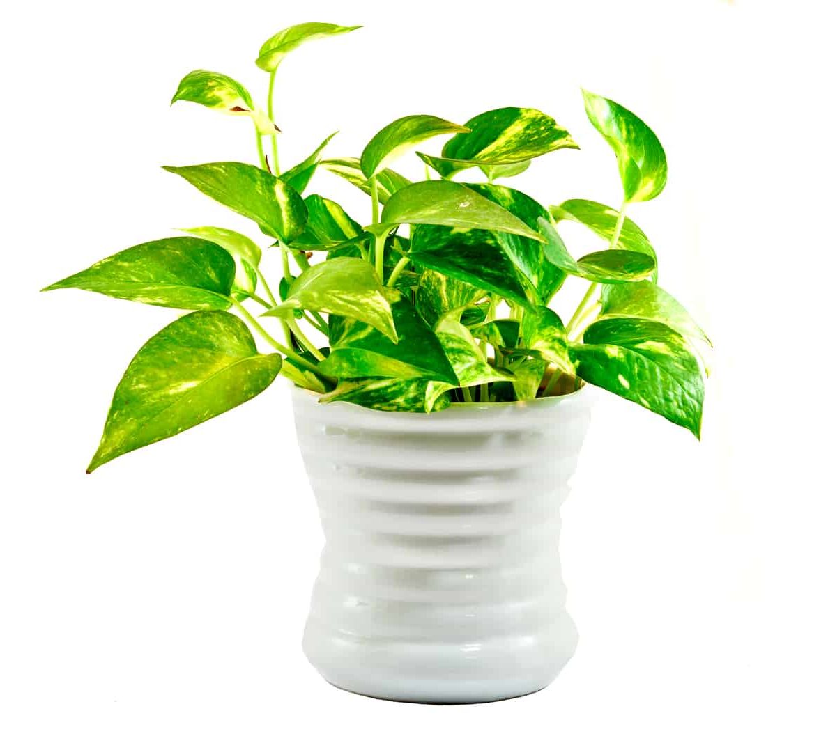 Philodendronand Pothos or Devil’s Ivy