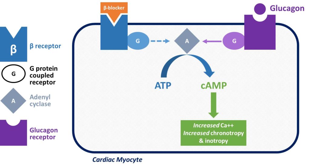Beta Blocker Overdose Missouri Poison Center