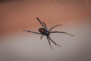 Black widow spider showing red hourglass marking on abdomen