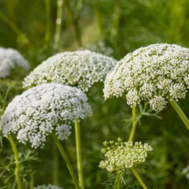 picture of wild carrot