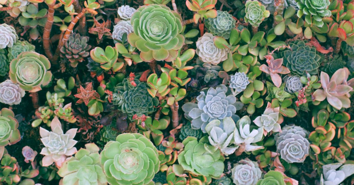 Are Succulents Poisonous to Humans? - Trending Topics - Missouri Poison  Center