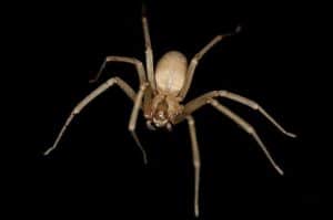 Brown recluse spider on a dark surface