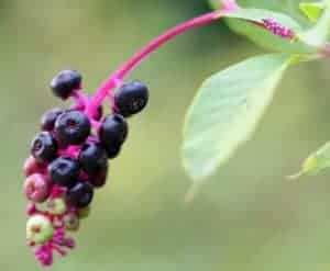 Pokeweed branch with clusters of dark purple berries and pink stems