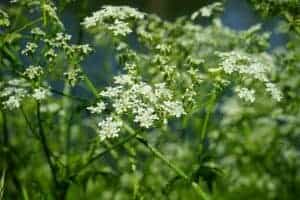Poison hemlock plant with clusters of small white flowers