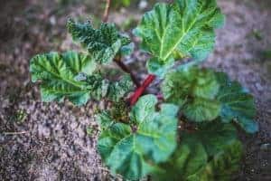 Rhubarb plant with large green leaves and red stalks growing in soil