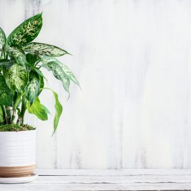 Dumb Cane, Dieffenbachia, a popular houseplant, over a rustic white farmhouse wood table