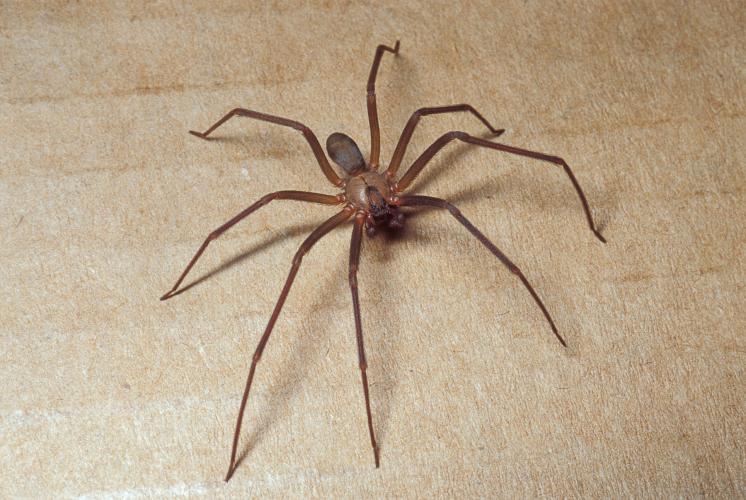 A Brown Recluse Spider Sits Still On A Brown Background.