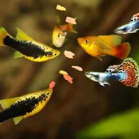 Six guppies gather around fish food dropped into their enclosure.