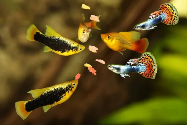 Six guppies gather around fish food dropped into their enclosure.