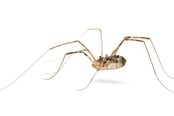 A daddy longlegs or harvestmen.