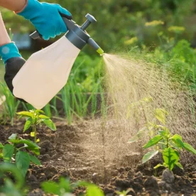 A gardener with gloves on sprays insecticides on their plants.