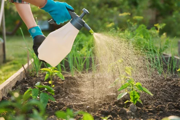 A gardener with gloves on sprays insecticides on their plants.
