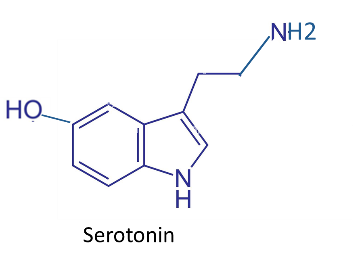 Chemical structure of serotonin, showing an indole ring system with a hydroxyl group (HO) at position 5 and an ethylamine side chain (–CH₂CH₂NH₂).