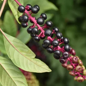 Pokeberries ripening on a pokeweed plant. Some berries are fully ripe and others are not.