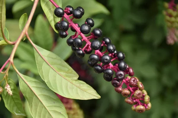 Pokeberries ripening on a pokeweed plant. Some berries are fully ripe and others are not.