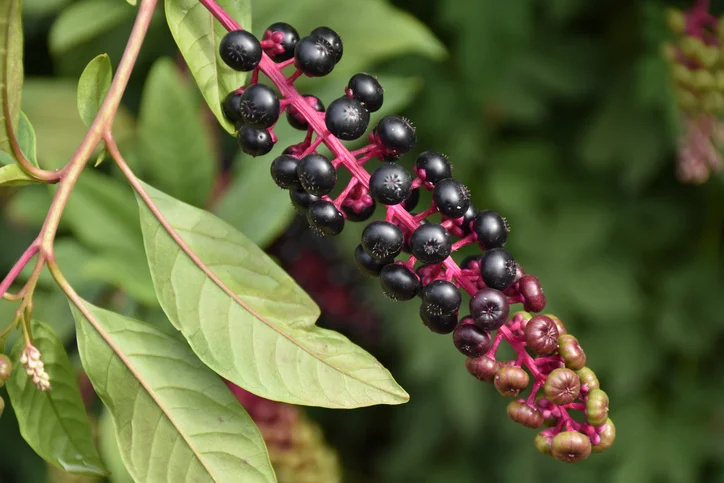 Pokeberries ripening on a pokeweed plant. Some berries are fully ripe and others are not.