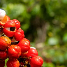 Ripe guarana fruit with their eyeball-looking seeds peeking out.
