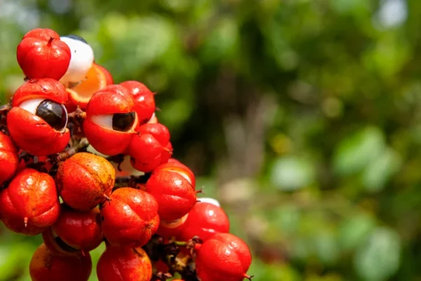 Ripe guarana fruit with their eyeball-looking seeds peeking out.