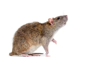 Brown rat standing on hind legs