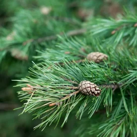 A closeup of a pine tree branch. There are small pine cones growing on it, surrounded by green needles.