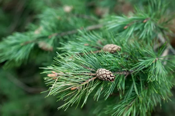 A closeup of a pine tree branch. There are small pine cones growing on it, surrounded by green needles.