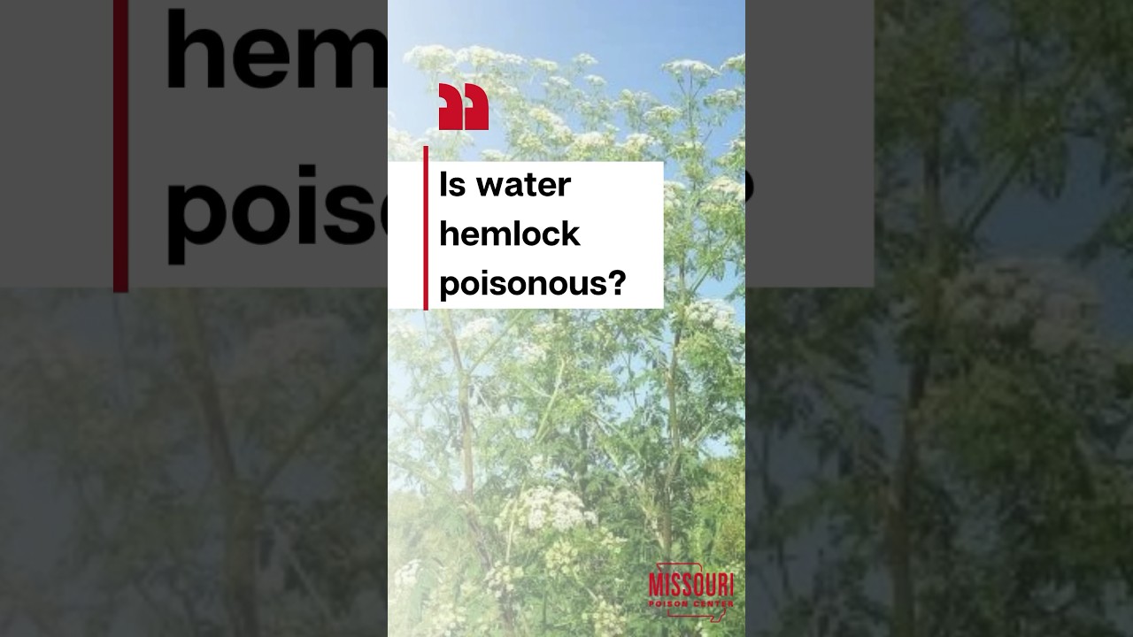 Big poison hemlock plant in nature