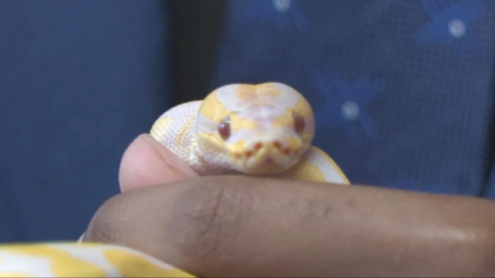 image of small snake