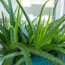 An aloe vera plant.