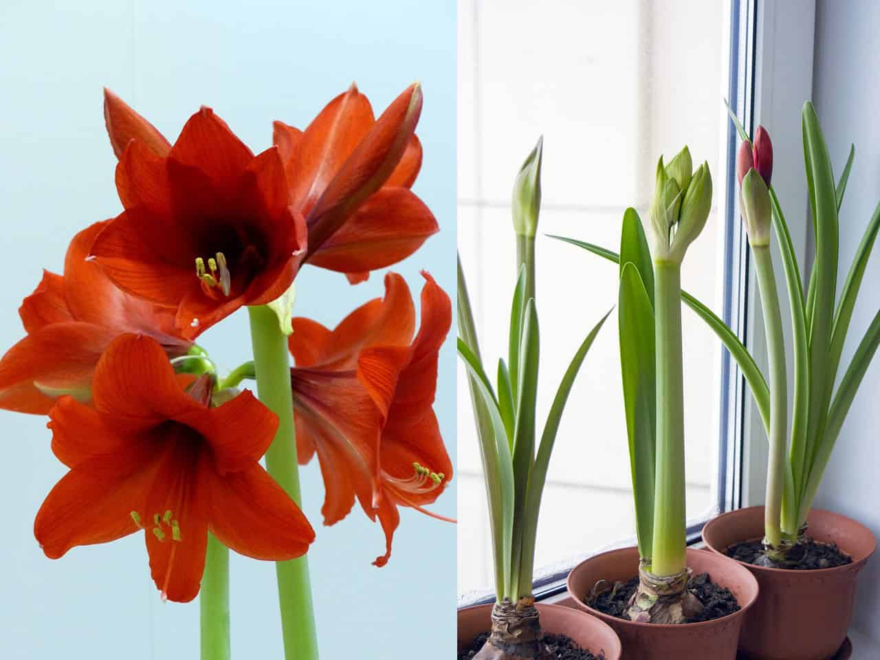 Red amaryllis flowers in bloom and amaryllis bulbs growing in pots