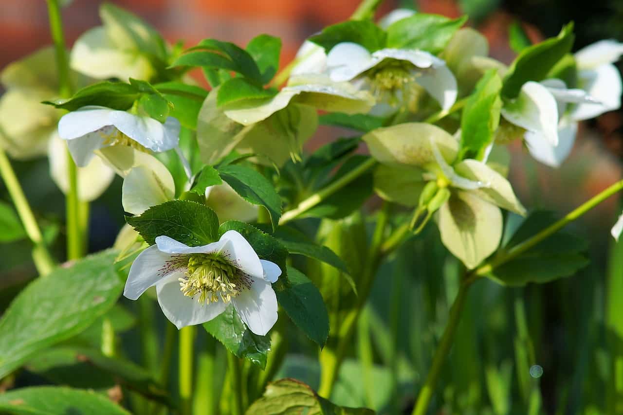 Christmas rose plant with white and blush pink flowers and green leathery leaves