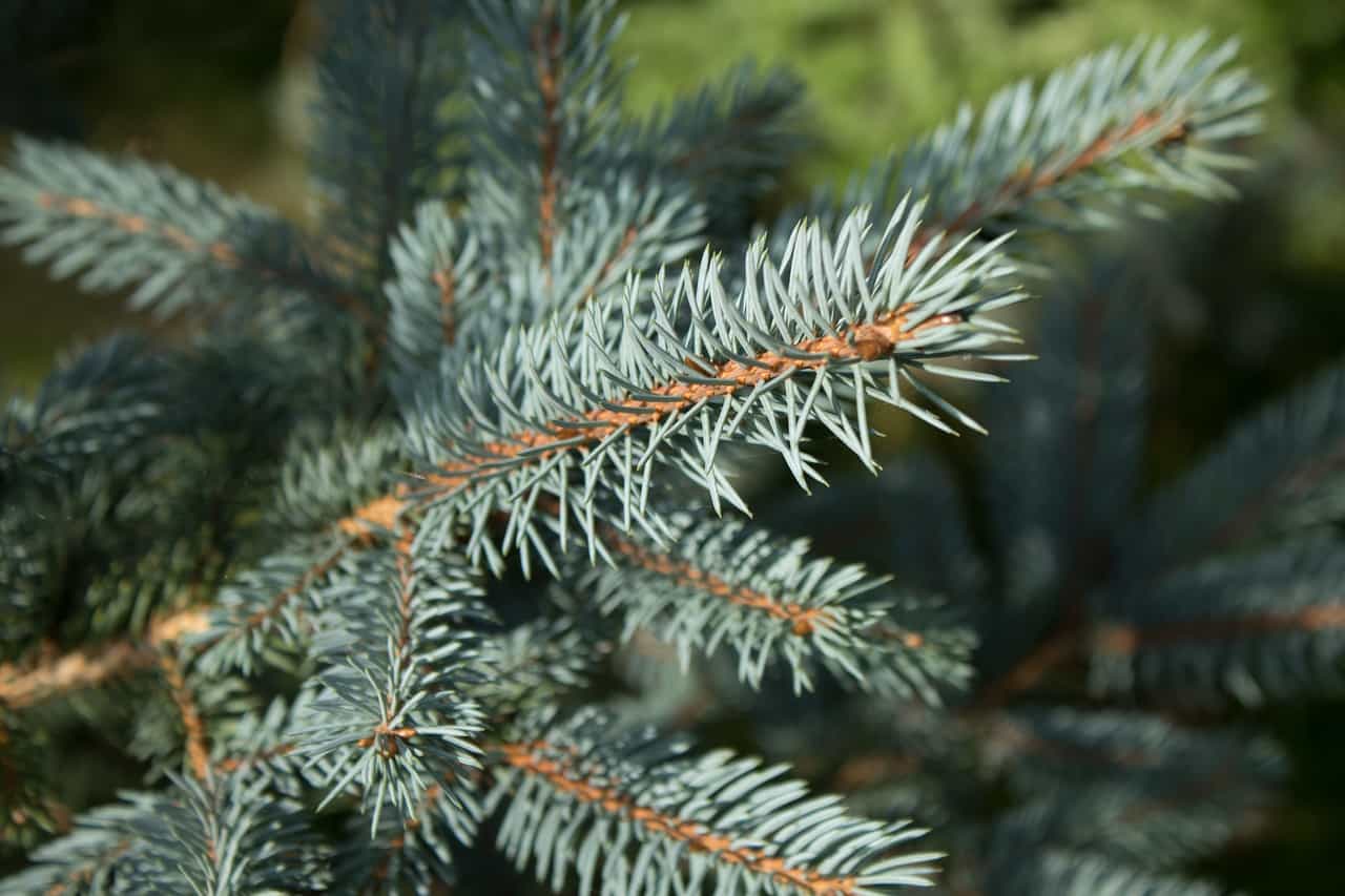 Close-up of blue-green evergreen tree branches with needles