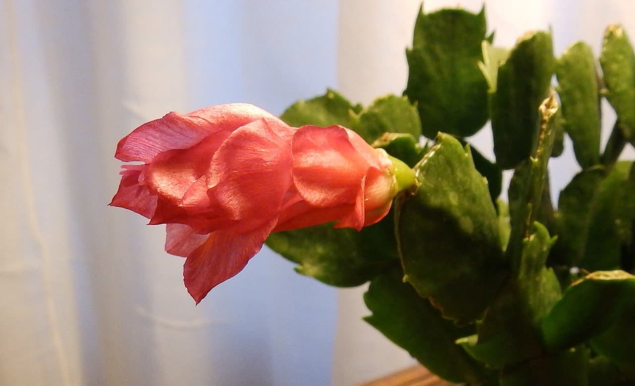 Christmas cactus with pink-red blooms