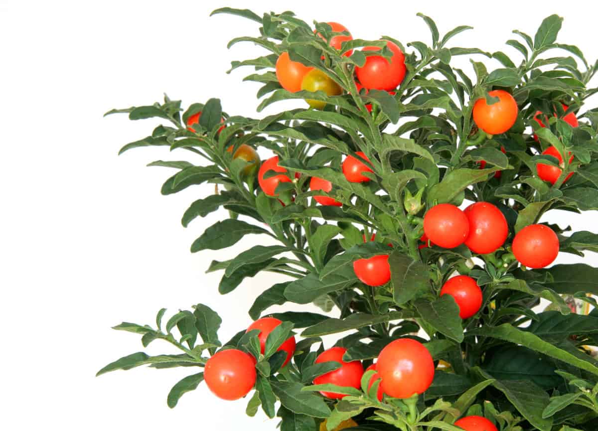 Jerusalem cherry plant with bright red-orange berries and green leaves