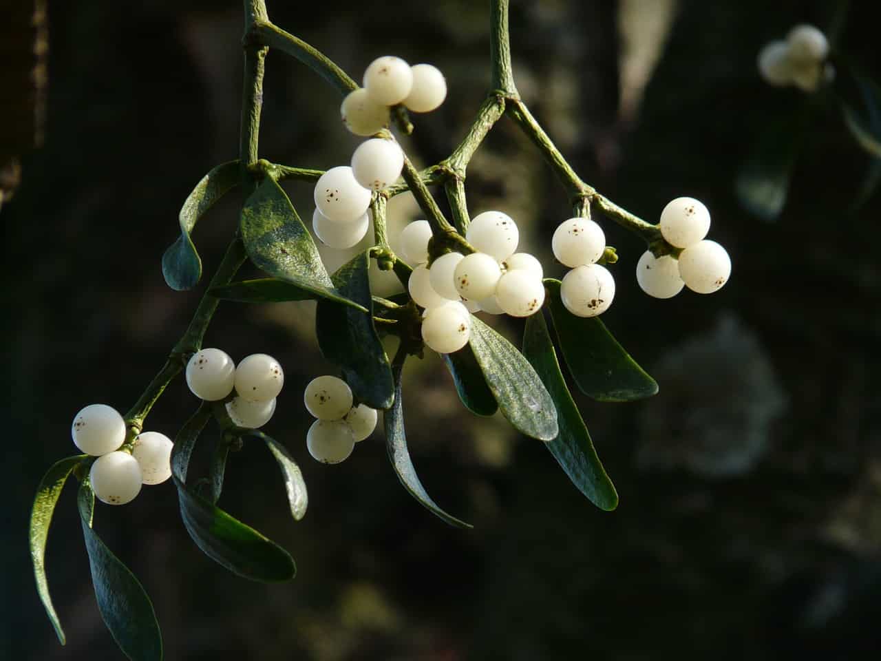 American mistletoe branch with white berries and green leaves