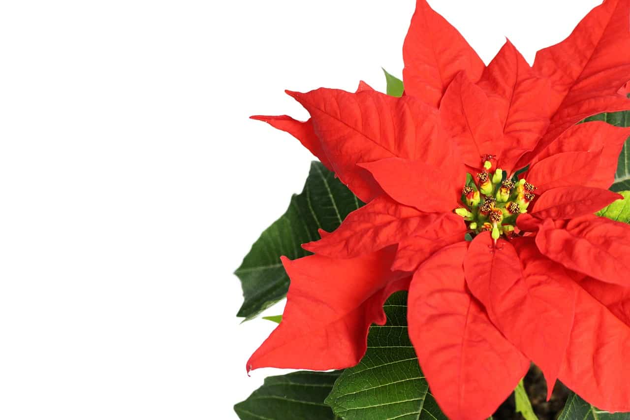 Red poinsettia plant in bloom