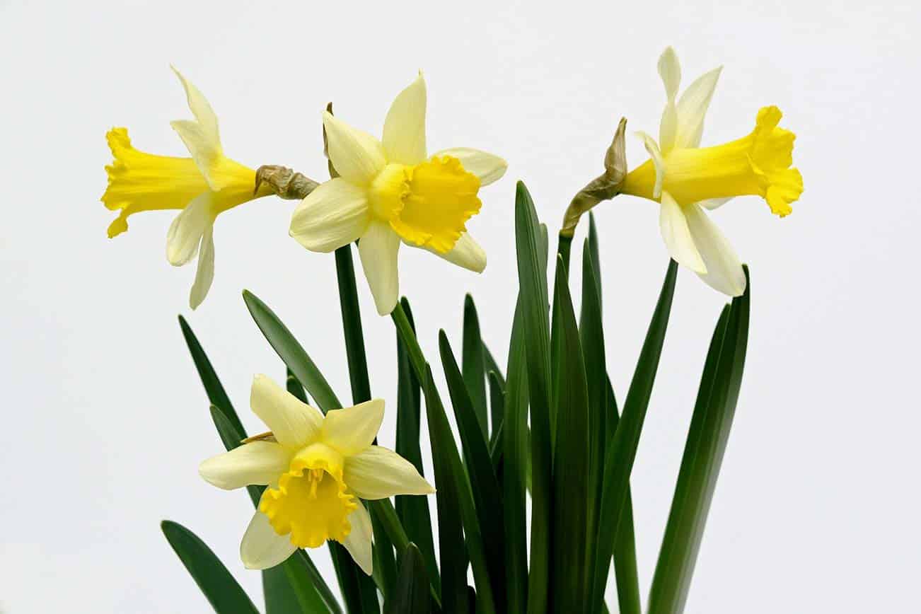 Cluster of yellow daffodils with green stems against a white background