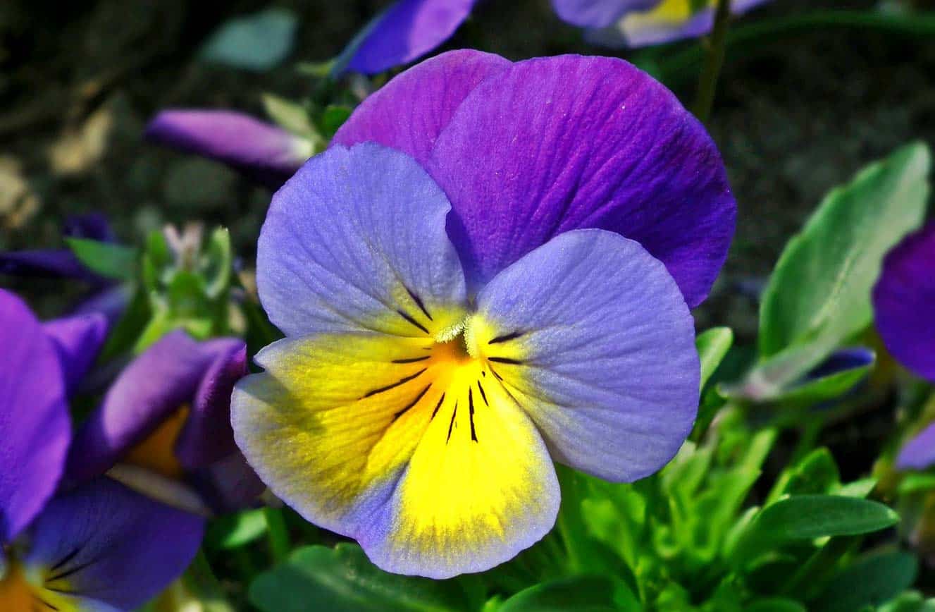 Purple and yellow pansy flowers in bloom