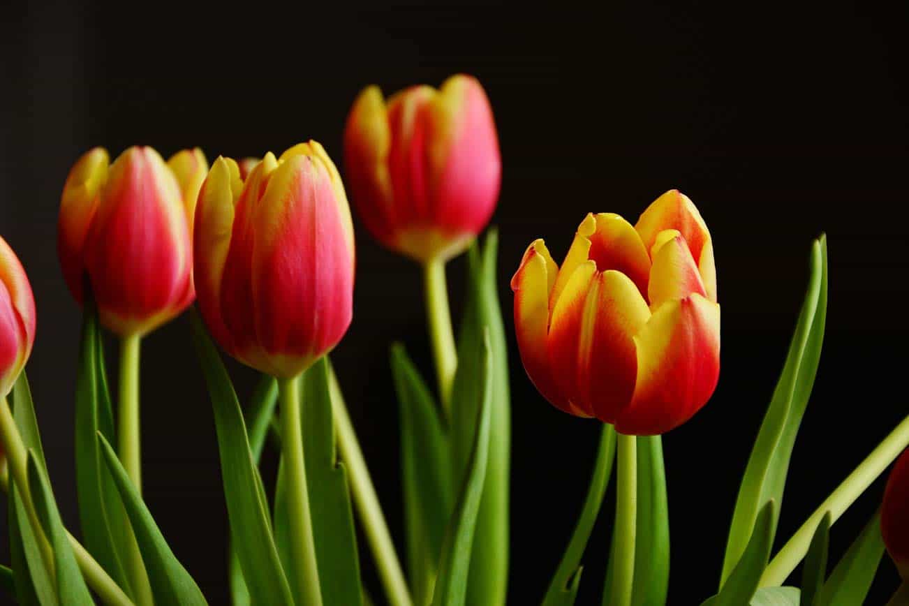 Red and yellow tulips in bloom against a dark background